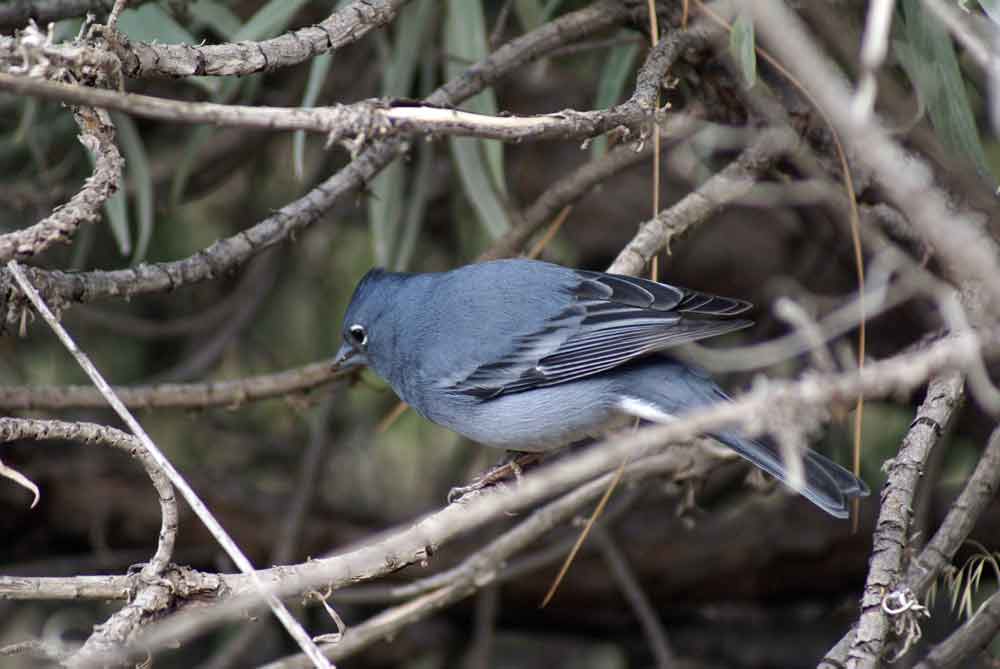 Fringilla teydea - Canarie